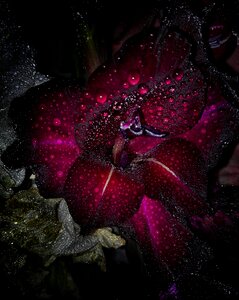 Drops flowers roses