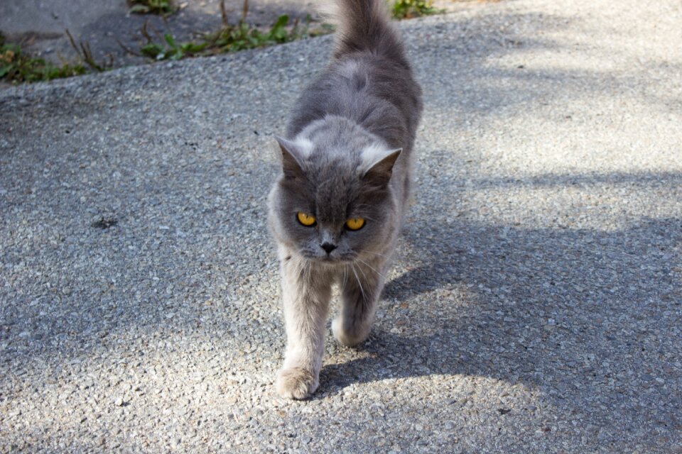 Pet gray hair outdoors