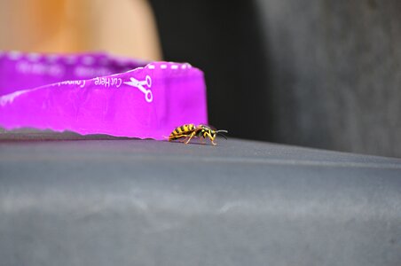 Insect wasp photo
