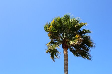 Blue wind palm tree