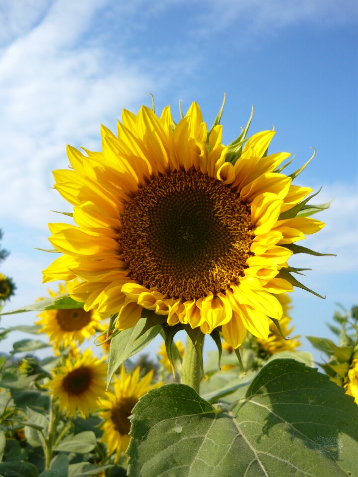 Flower yellow