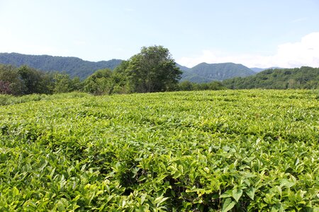 Tea plantation plants sheet
