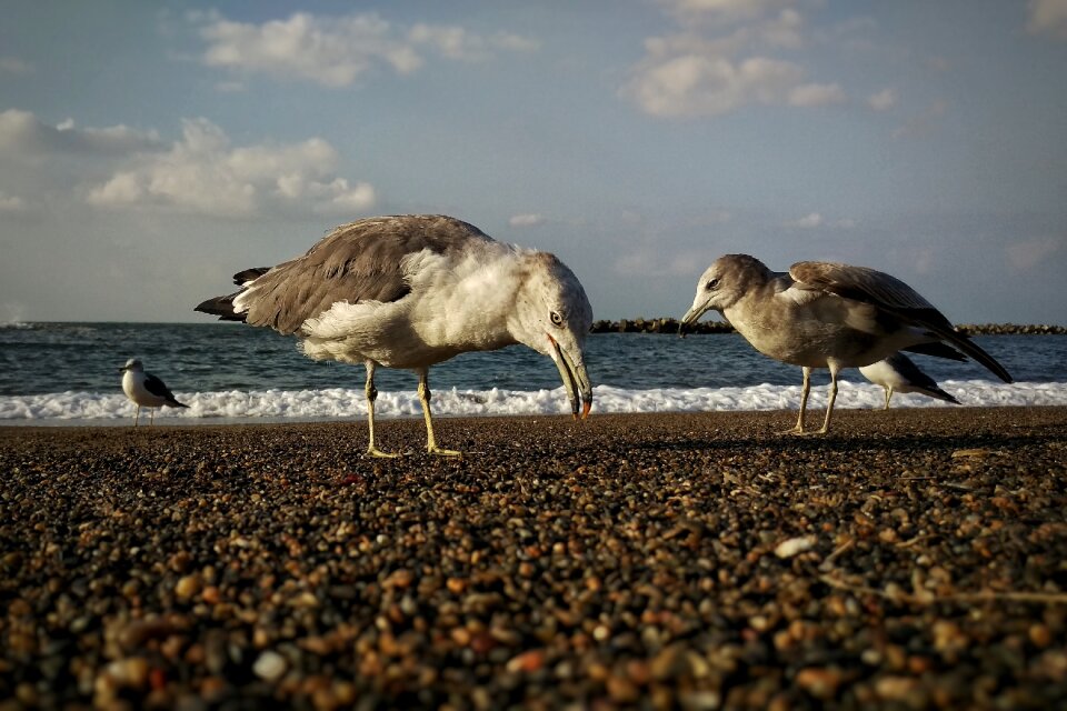 Beach seagull cigale