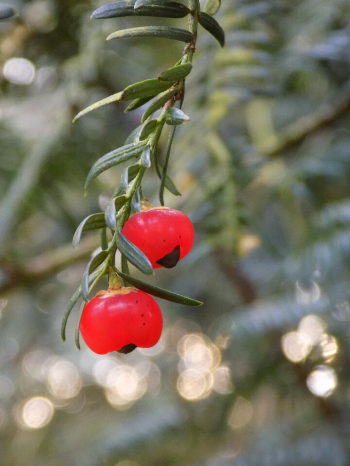 Berry red european yew taxus baccata