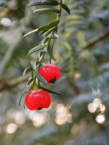 Berry red european yew taxus baccata photo