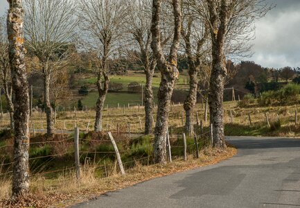 Road oak trees winter