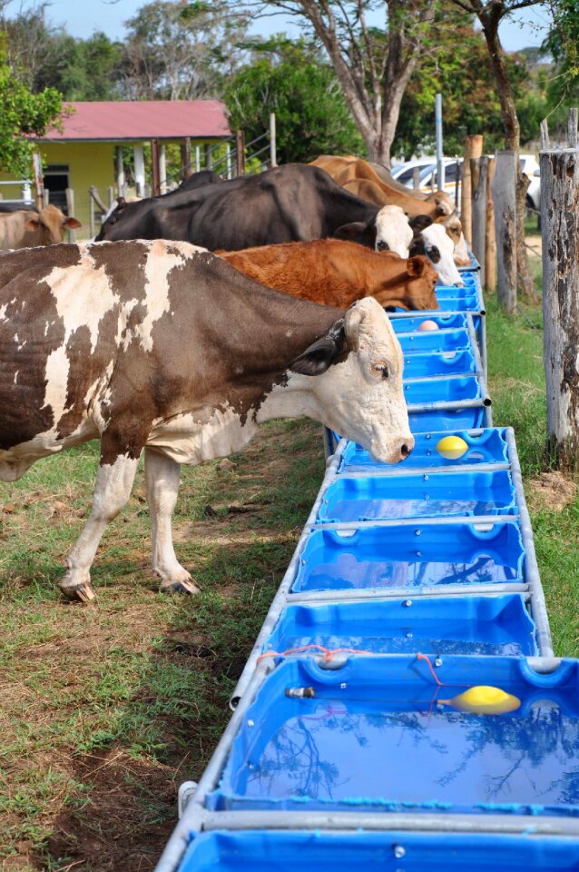 Livestock drinking water
