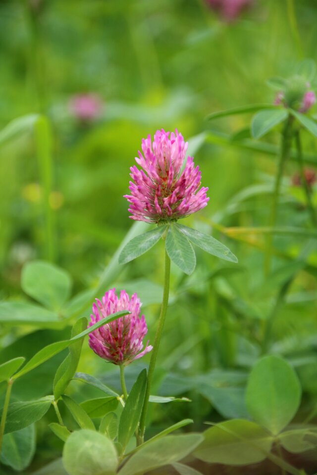 Leaves clover summer