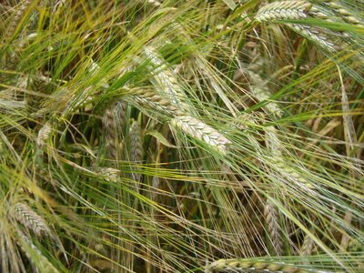 Field crop agriculture