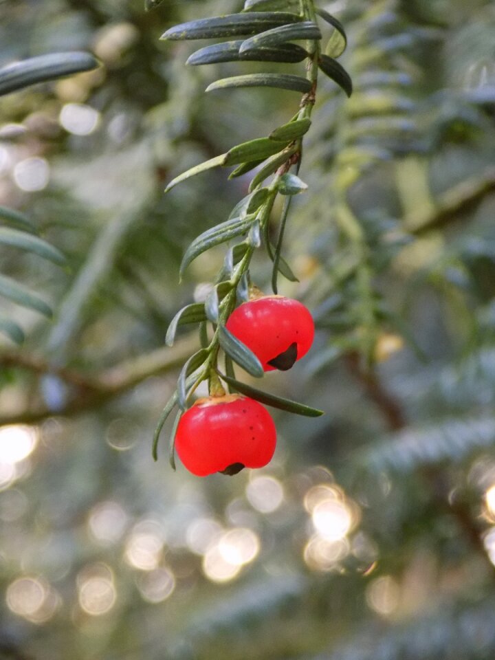 Berry red european yew taxus baccata