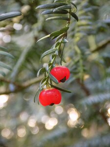 Berry red european yew taxus baccata photo