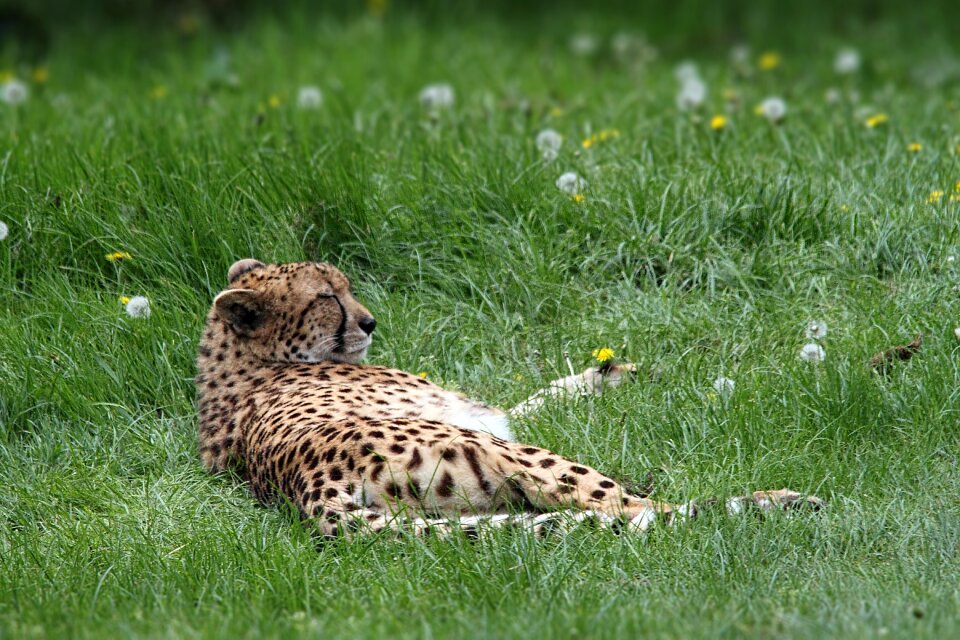 Wildlife cat african
