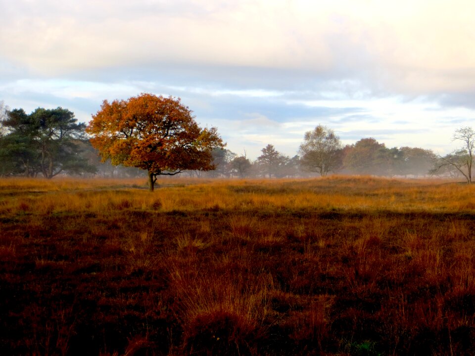 Foggy tree color