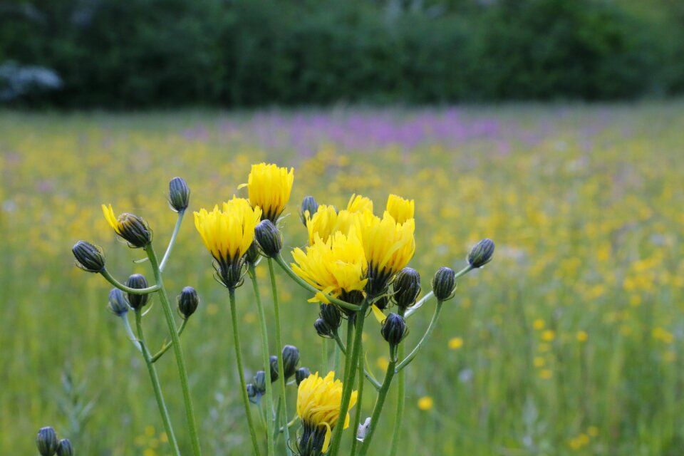 Flower meadow nature nature conservation