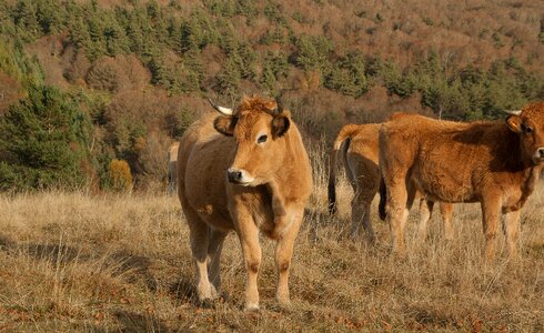 Herd cows pastures photo