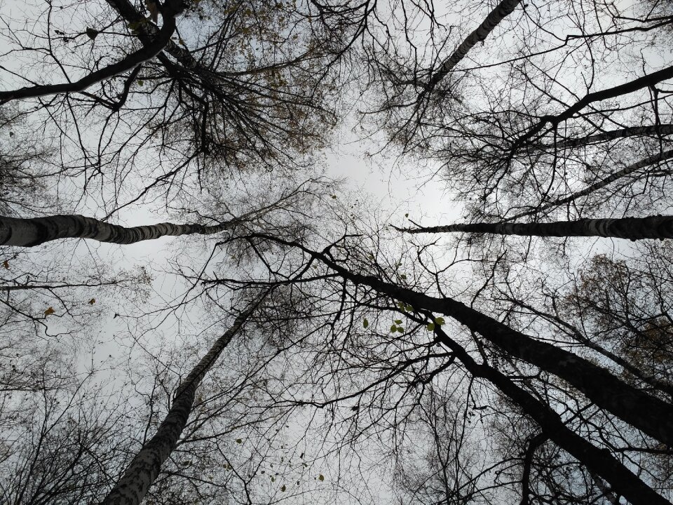 November park black