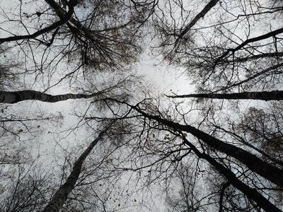 November park black