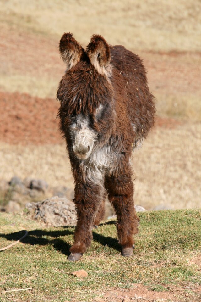 Peru animal baby