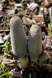 Nature forest fungus photo