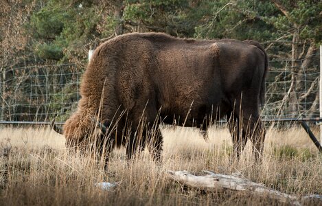 Mammal ruminant wild animal
