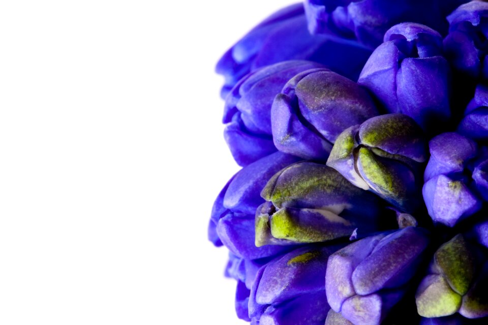 Green bud macro