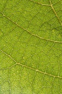 Green macro particular