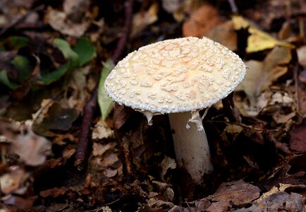 Fungus forest mushroom