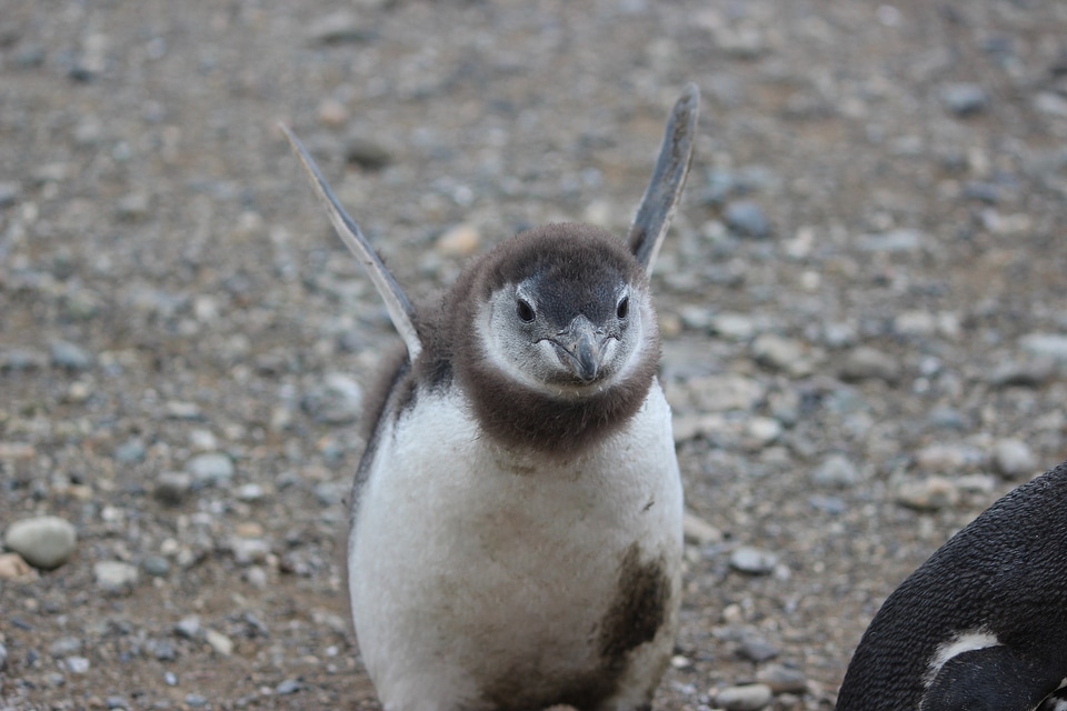 Chile animal cute photo