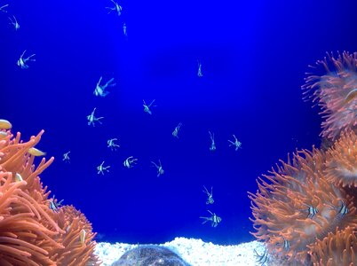 Aquarium tropicale corals