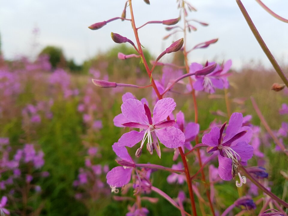 Nature plants flowers