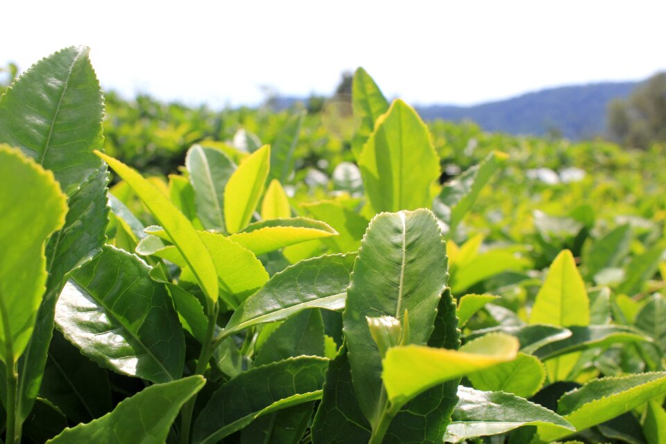 Tea plantation plants sheet