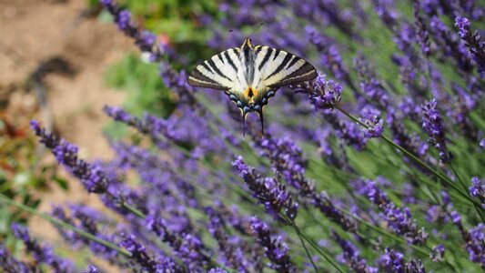 Lavender nature provence