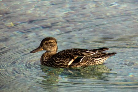 Dabbling duck wildlife waterfowl photo