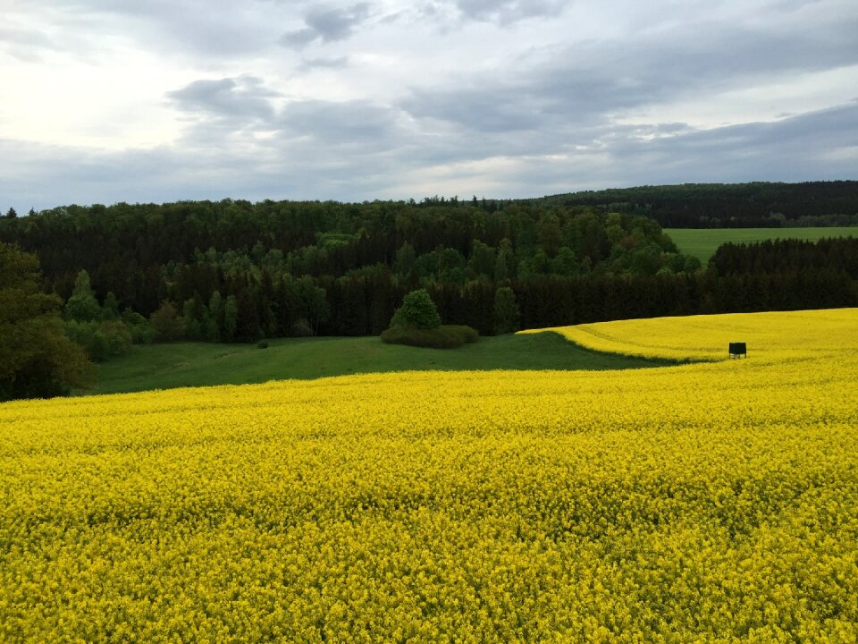Dankerode resin rape in bloom