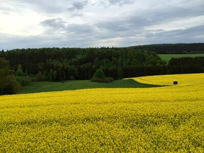 Dankerode resin rape in bloom