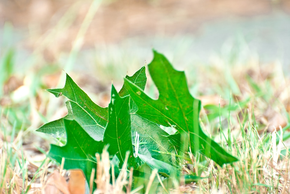 Nature environment foliage