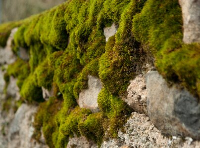 Wall humidity vegetation