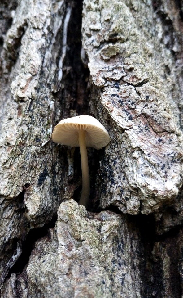 Forest wood nature