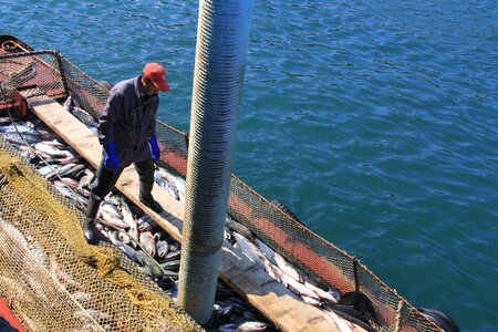 Etorofu sea fishing season