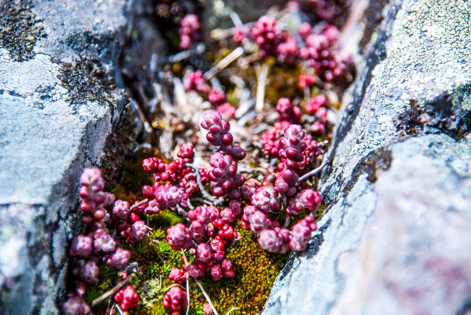 Spring succulent red