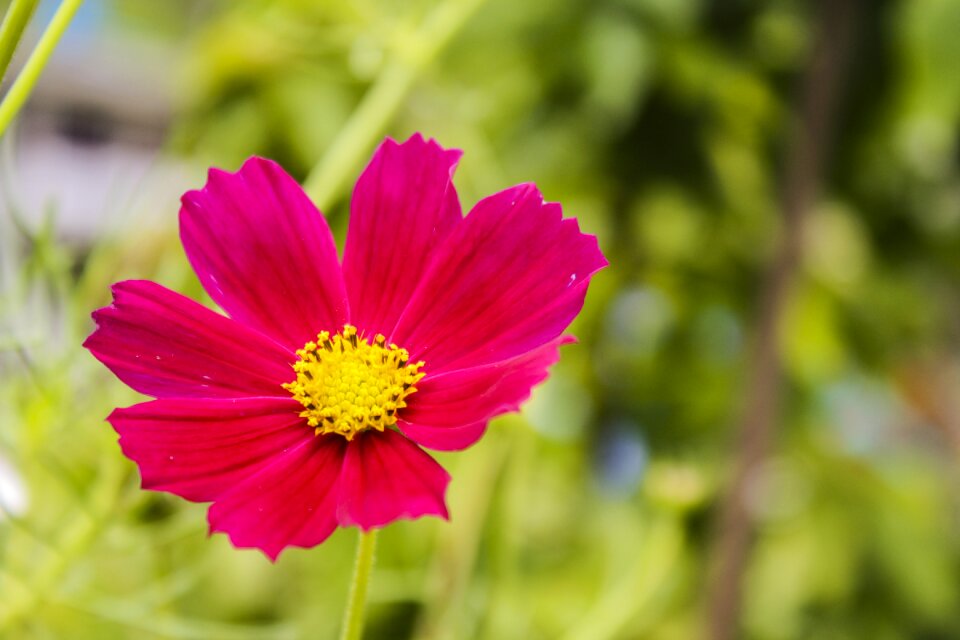 Flower bloom blossom