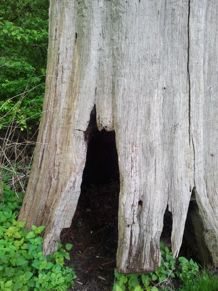 Tree cave log mystical