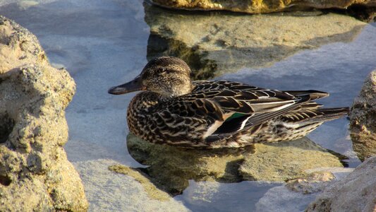 Dabbling duck wildlife waterfowl