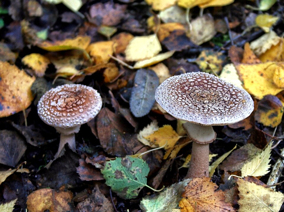 Nature forest fungus