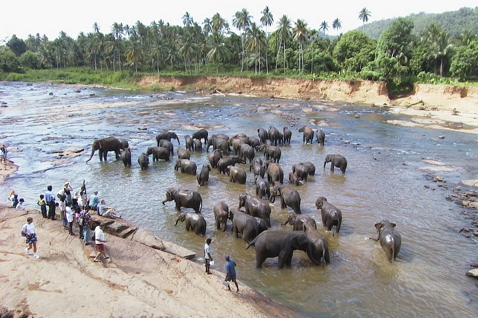 Water animal wildlife