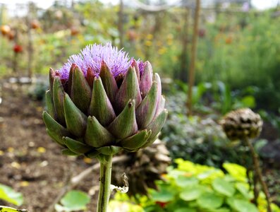 Garden vegetable