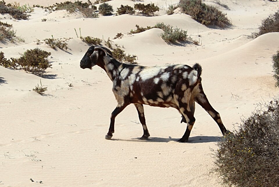 Wild nature sand