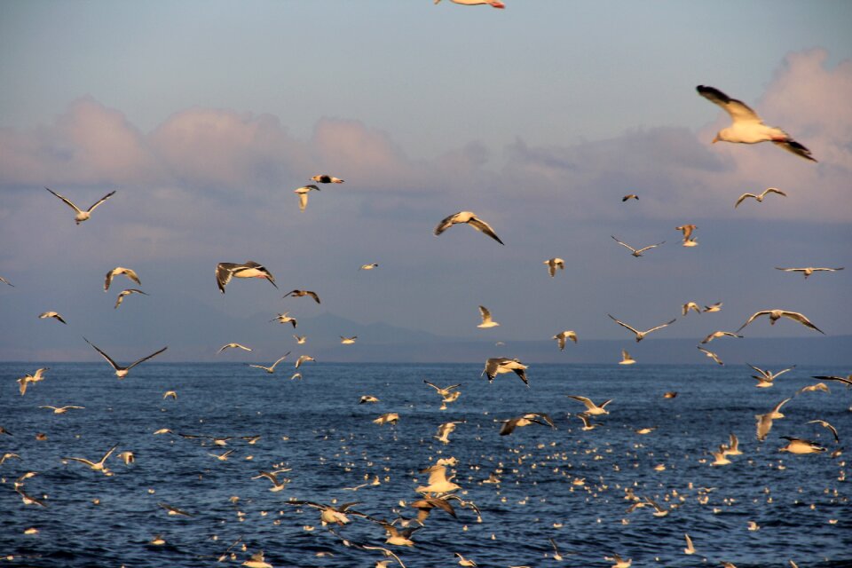 Sea ocean sunset