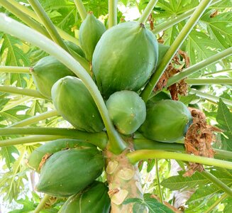 Papaya tree fruits healthy photo