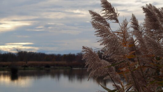 Camargue nature evening